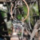 Pulsera caballo DREAMER